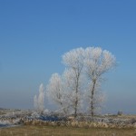 Foto 011. Vallanjo. Tarde de invierno. 'Creo que el árbol tenia frío'