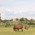 Foto 035. Eras de Ritallonga. Primavera 2013. Caballos pastando.