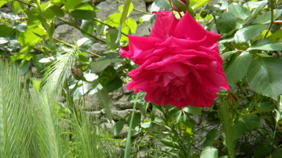 primer plano de una rosa de color magenta intenso, entre rosales y espigas
